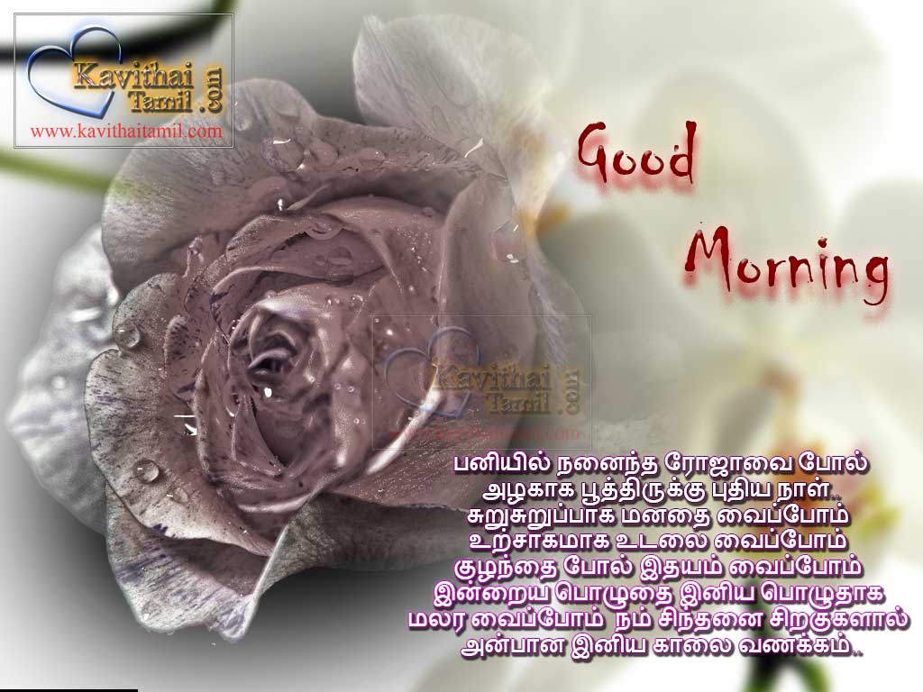 New And Cute Rose Good Morning Greetings | KavithaiTamil.com